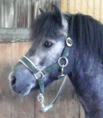 Für Chinchin hat eine Familie die Patenschaft übernommen