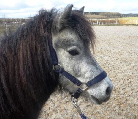 Magdalena Ganahl und Kira Koschuhar teilen sich eine Patenschaft für Chocoletta