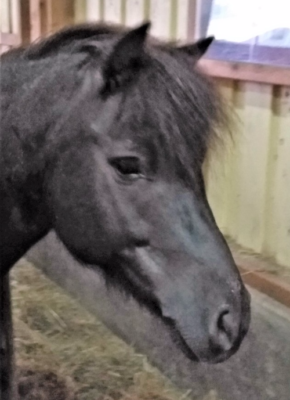 Familie Mayer hat für Cornetto die Patenschaft übernommen