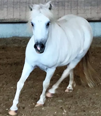 Für Pyra teilen sich: eine Familie und W3Text.de die Patenschaft